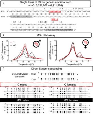 Sex-differential RXRα gene methylation effects on mRNA and protein expression in umbilical cord of the offspring rat exposed to maternal obesity